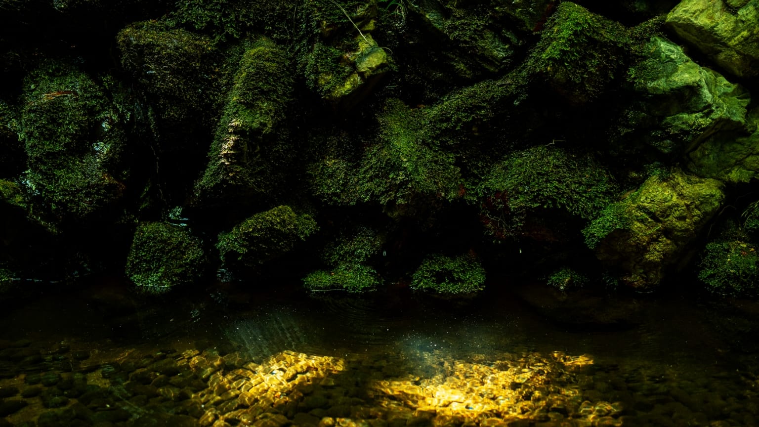 石の樋を伝って湧き水が流れ落ち、しっとりと苔が濡れた庭。池には鯉の姿が。