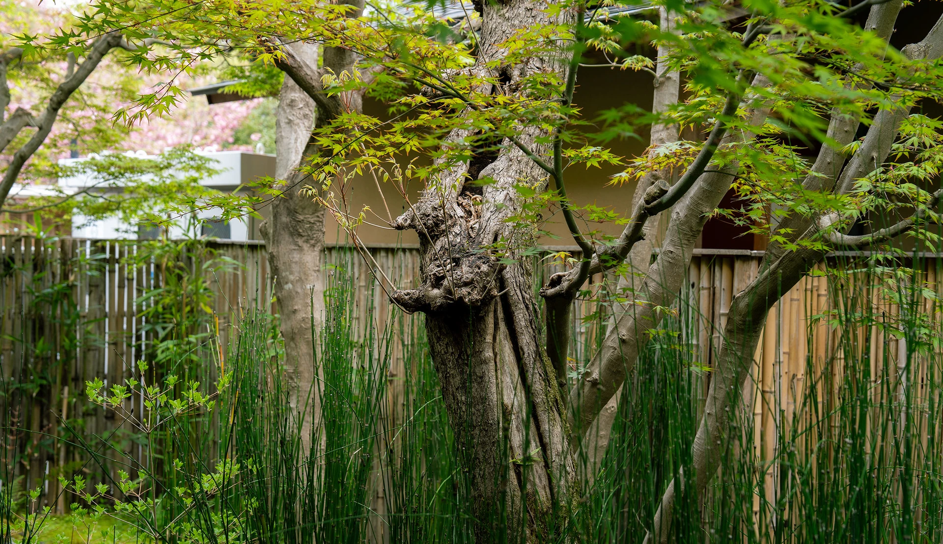 牡丹の間の画像5