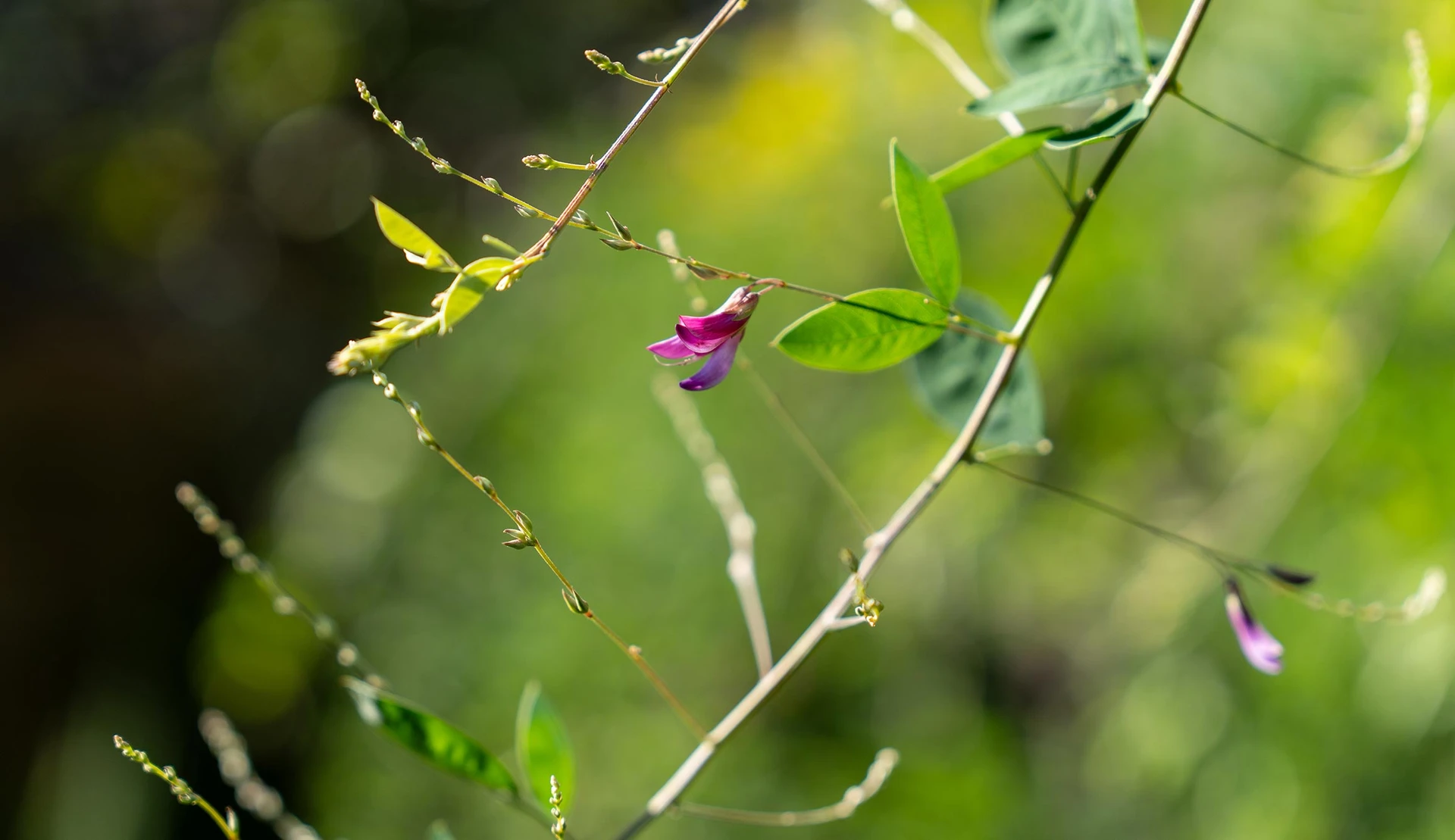 芙蓉の間の画像5