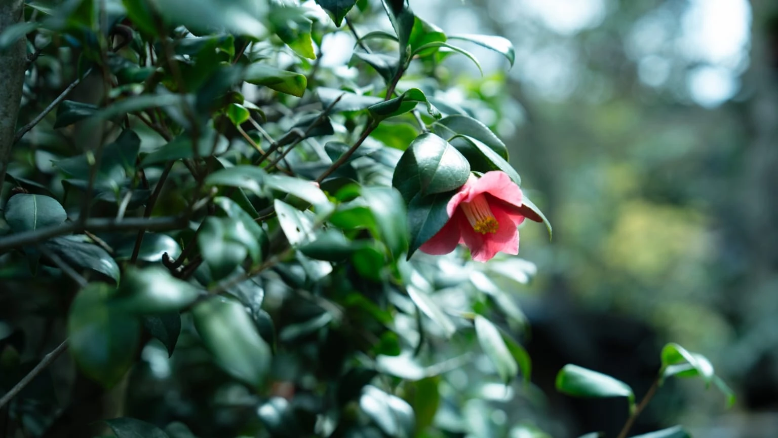 椿の生垣。艶々と濃い緑の葉が美しく、例年12月~3月頃にかけて花を咲かせます。