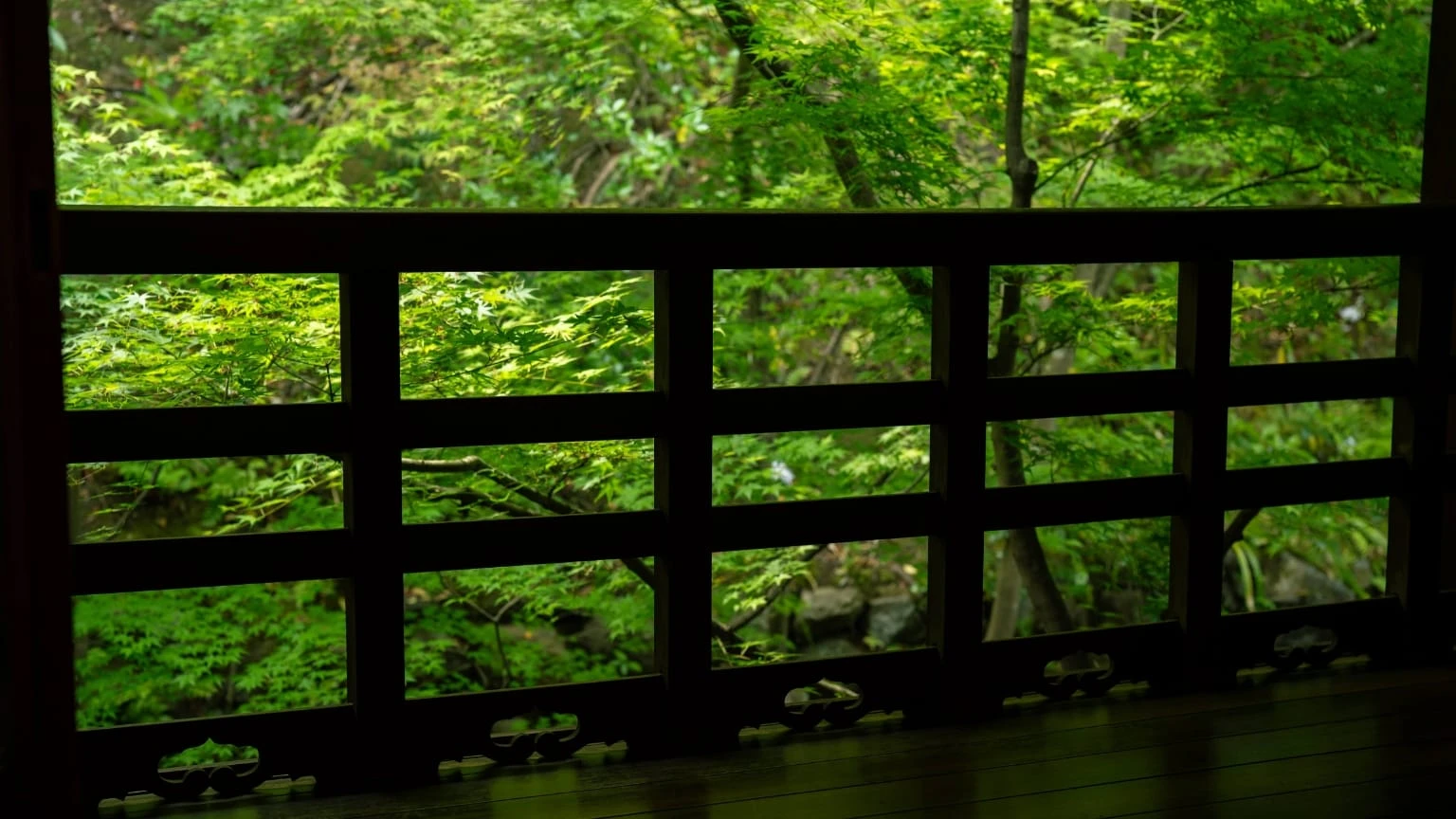 視界すべてが見事なもみじ。床板やテーブルの天板にも緑の光が差しこみます。