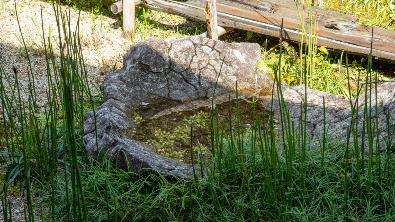 ヨシ群落のように、うっそうと。庭の中ほどには、桟橋につながる船に見立てた石も。